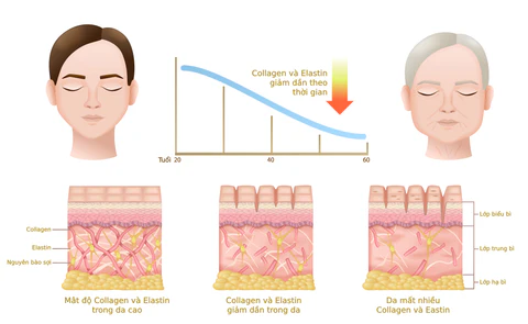 Suy giảm collagen và elastin theo thời gian khiến da khô do lão hoá