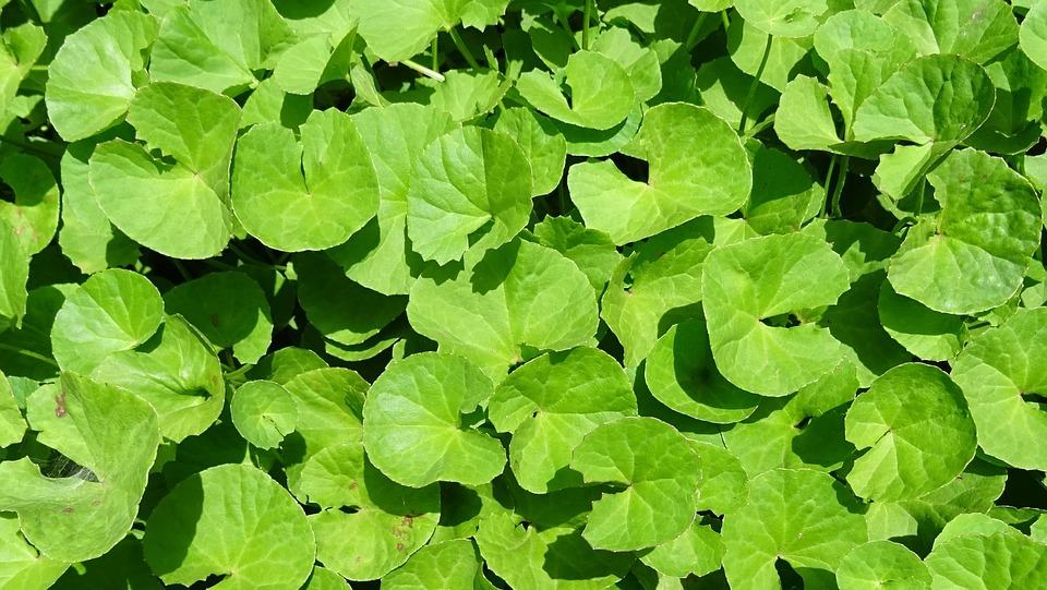 Một số chiết xuất từ cây phỉ, trà xanh, rau má hay nha đam đều mang đến hiệu quả làm dịu, chống viêm, và hỗ trợ cải thiện cấu trúc da.