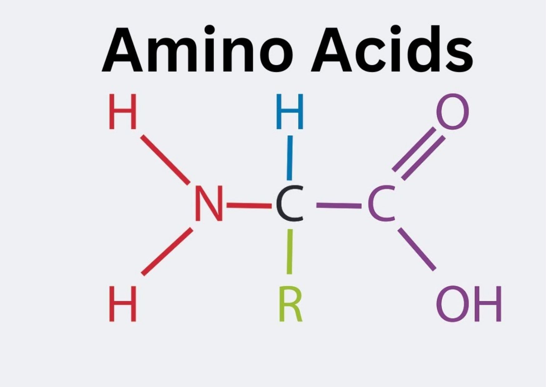 Khái niệm cơ bản: Amino acid là gì?