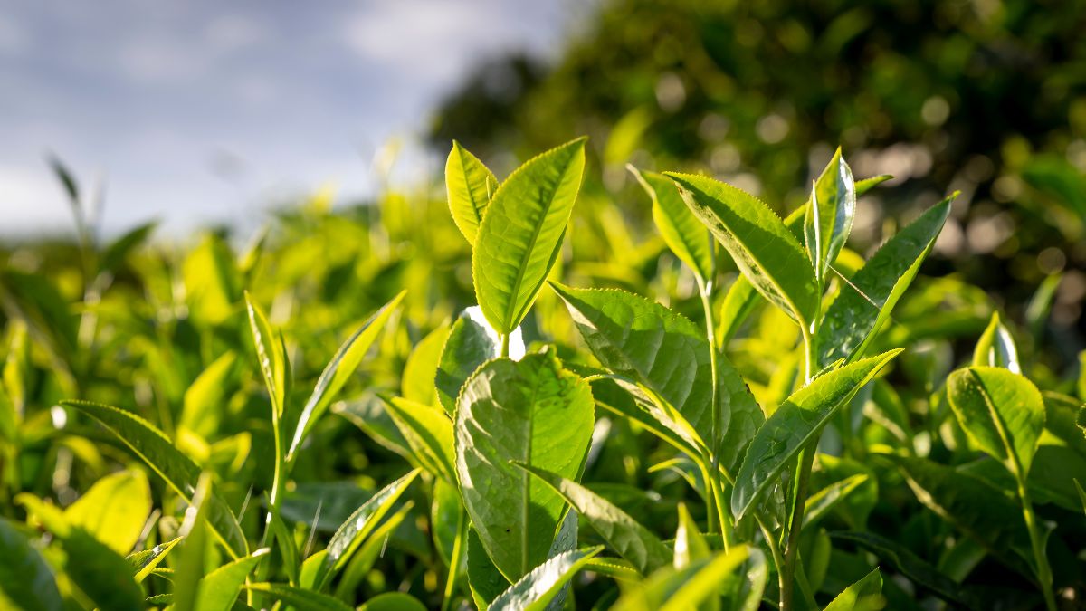 Trà xanh chứa các chất chống oxy hóa mạnh mẽ, giúp bảo vệ da khỏi các tác hại của môi trường và ngăn ngừa lão hóa da.