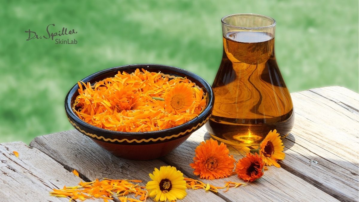 Calendula extract, hay còn gọi là chiết xuất hoa cúc vạn thọ, được lấy từ loài thực vật Calendula officinalis