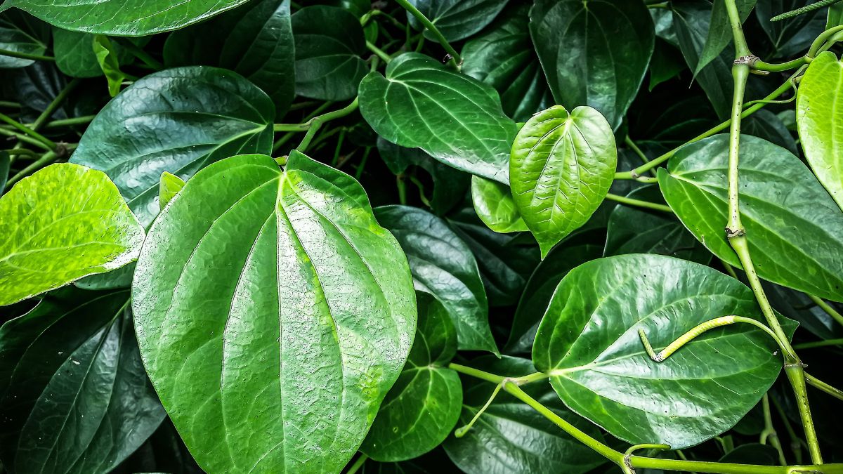Chữa kích ứng da bằng lá trầu không hiệu quả tại nhà