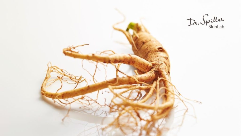 Ginseng extract là chiết xuất cô đặc từ rễ cây nhân sâm