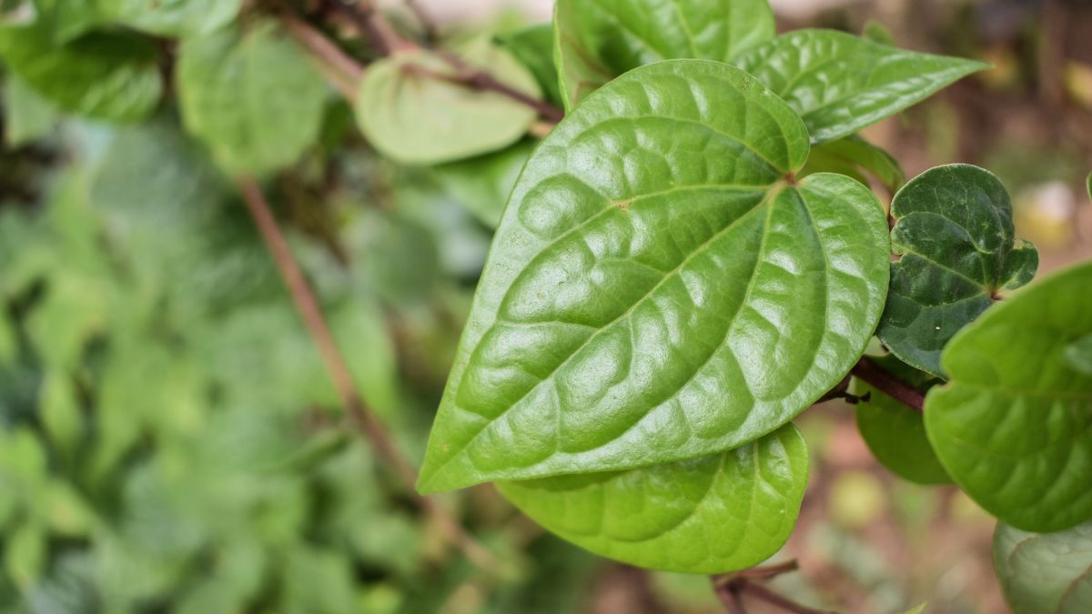 Lá trầu không có chứa polyphenol và tannin, giúp kháng khuẩn, chống viêm và giảm cảm giác ngứa ngáy