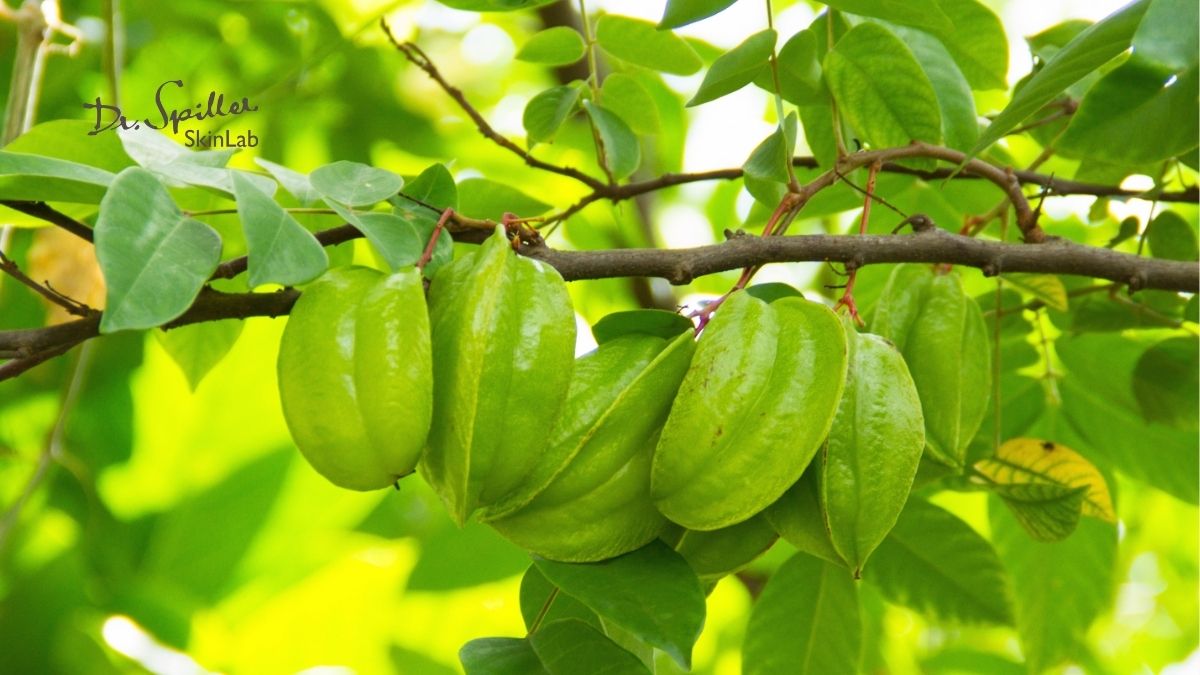 Tắm nước lá khế – bài thuốc dân gian trị mẩn ngứa hiệu nghiệm