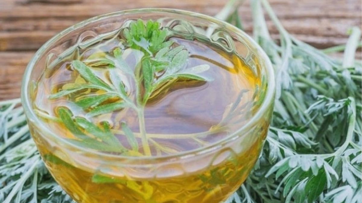 Ứng dụng của Mugwort extract trong y học cổ truyền và hiện đại