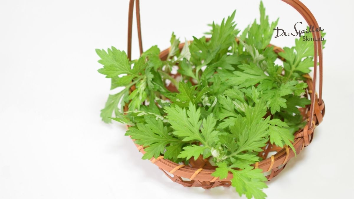 Mugwort extract là gì? Công dụng & sản phẩm nổi bật