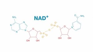 NAD+ là gì và vai trò sống còn trong cơ thể