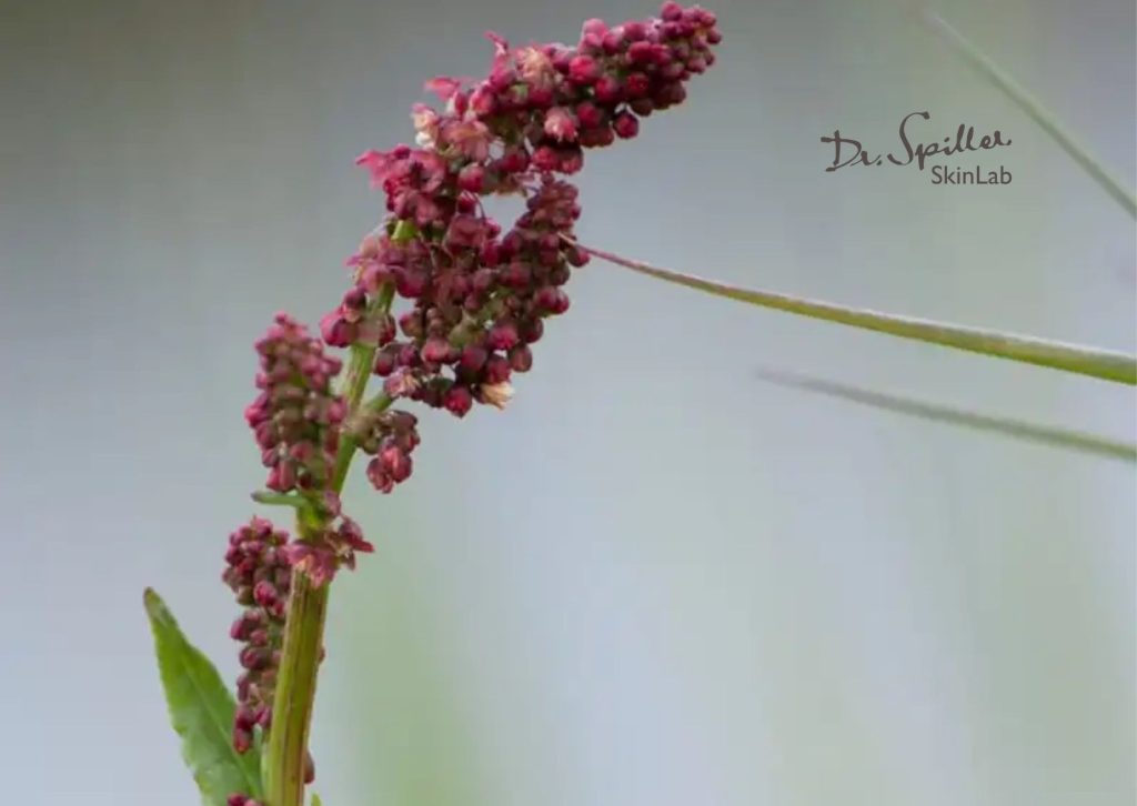 Nguồn gốc và đặc điểm sinh học của Rumex extract