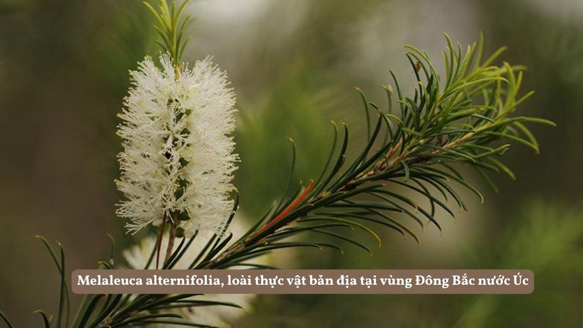 Nguồn gốc và thành phần của tea tree oil