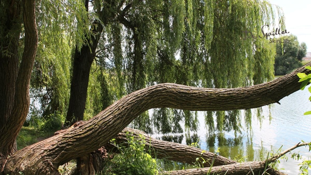 Willow bark extract là gì? Chiết xuất vỏ liễu và tác dụng