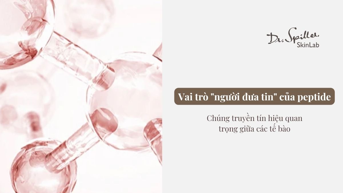 Peptide sinh học là gì và cơ chế hoạt động?