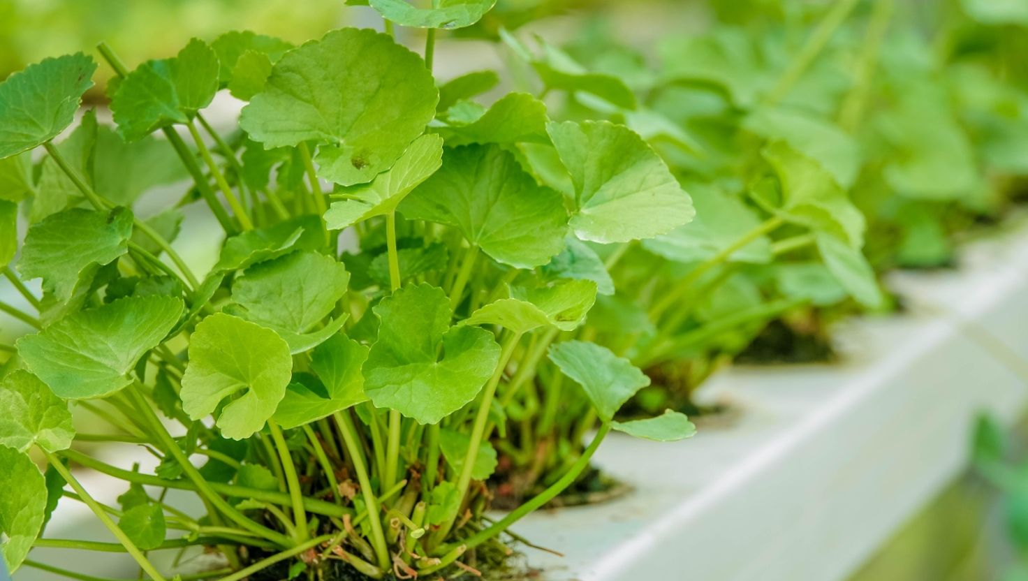 Lợi ích nổi bật của rau má đối với làn da mặt