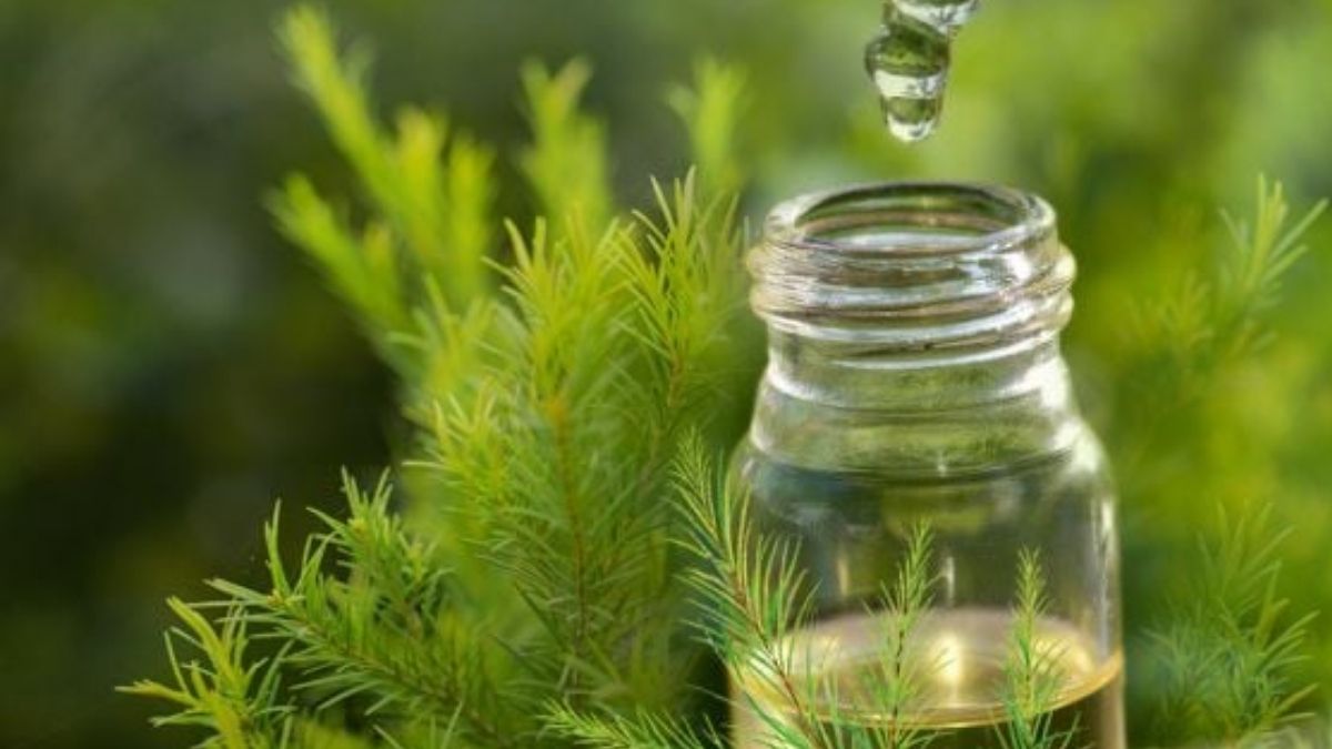 Lợi ích khi trị mụn bằng tinh dầu tràm trà