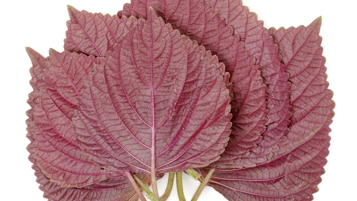 Giá trị dinh dưỡng có trong lá tía tô