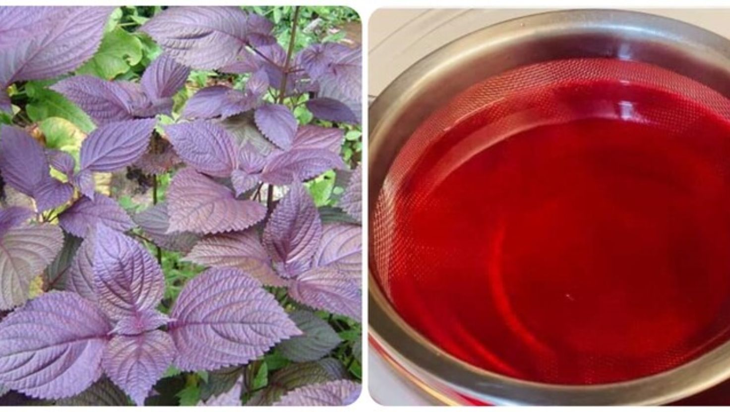 Uống nước lá tía tô bao lâu thì trắng da?