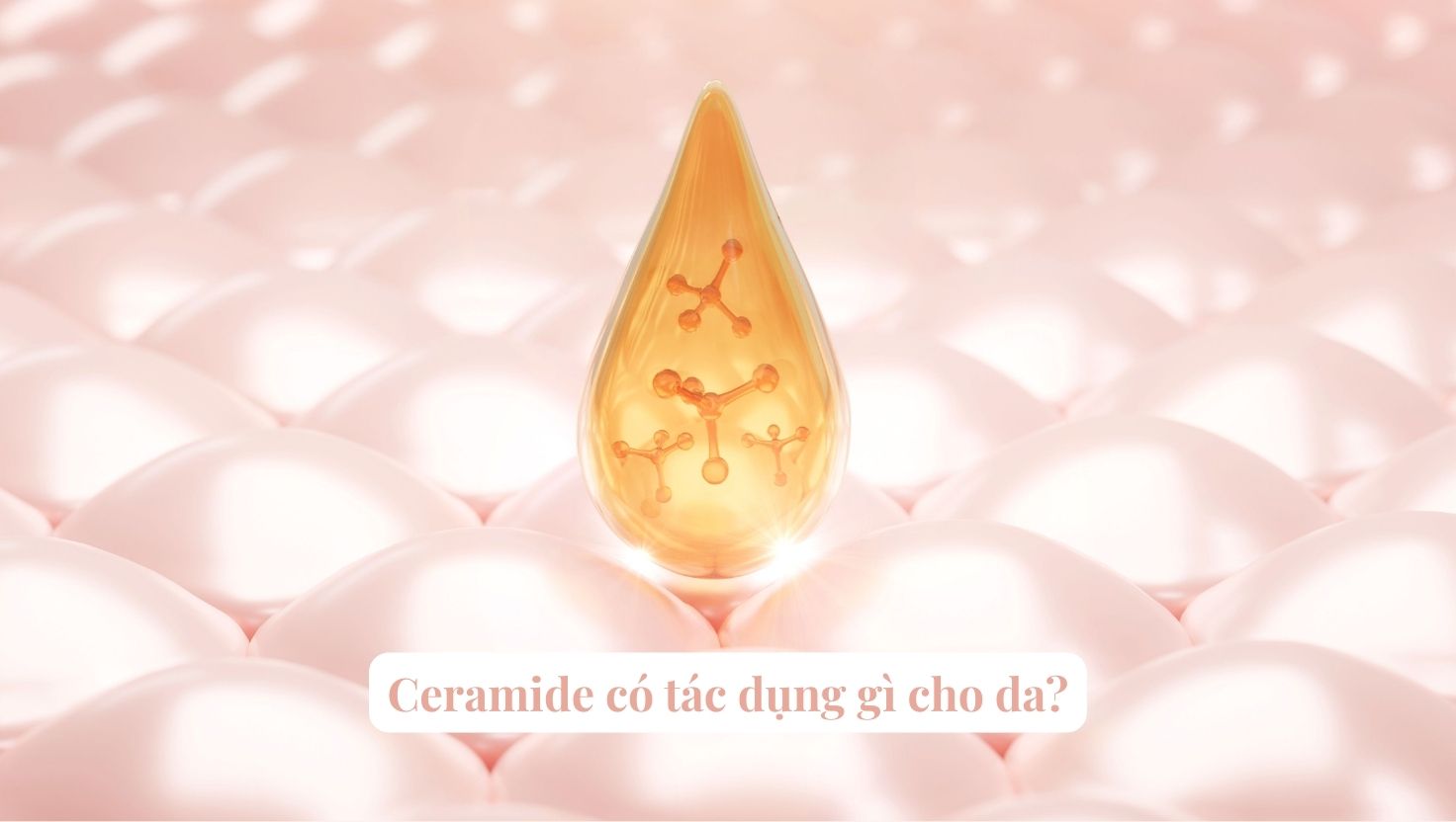 Ceramide là gì?