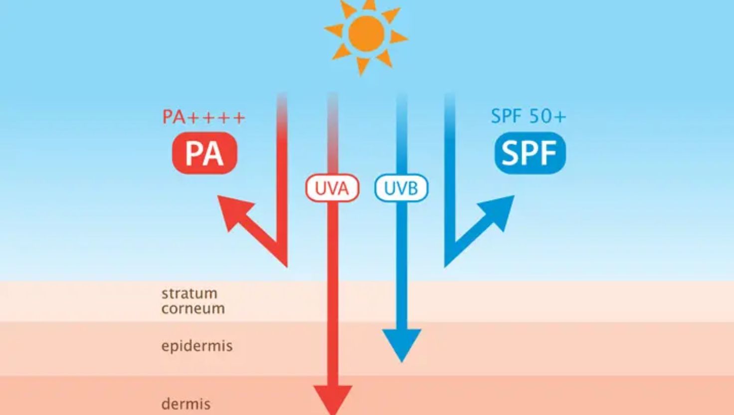 Trước khi chọn sản phẩm, bạn cần hiểu SPF và PA là gì – hai chỉ số quan trọng thể hiện mức độ bảo vệ da khỏi tia UV: