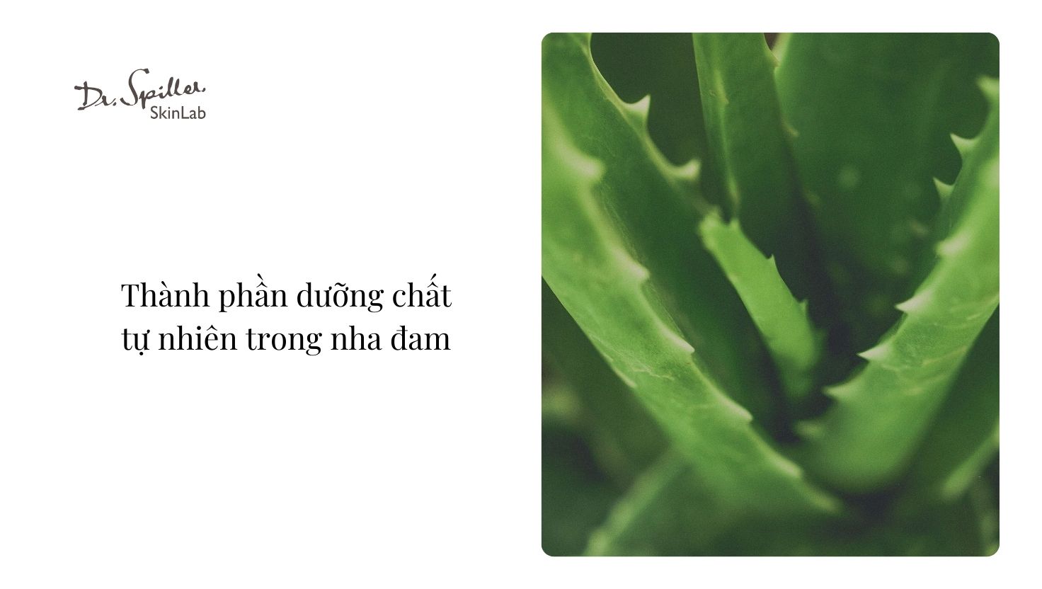 Vì sao nha đam phù hợp với da nhạy cảm?