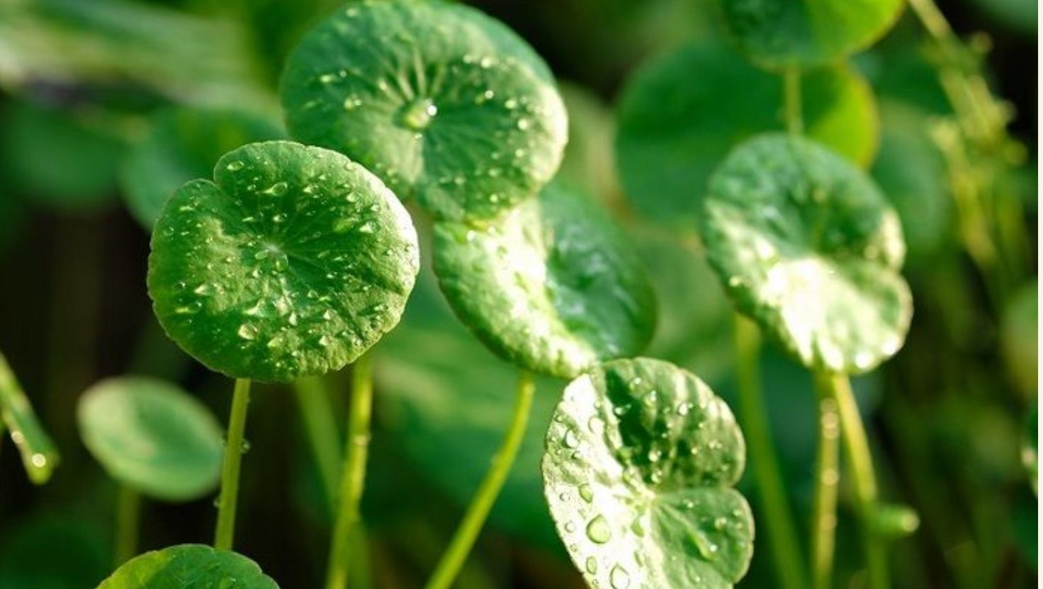 Centella asiatica (rau má): kích thích quá trình chữa lành tế bào da, chống oxy hóa.
