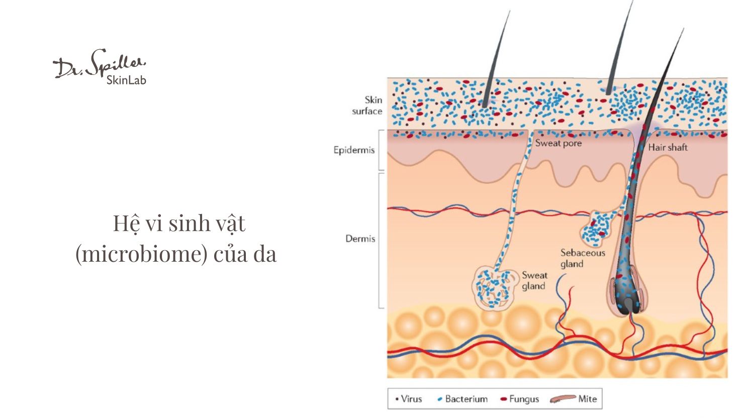 Khám phá lợi khuẩn và vai trò trong chăm sóc da